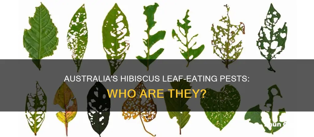 what is eating my hibiscus leaves australia