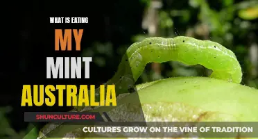 Mint-Eating Pests: Australia's Battle