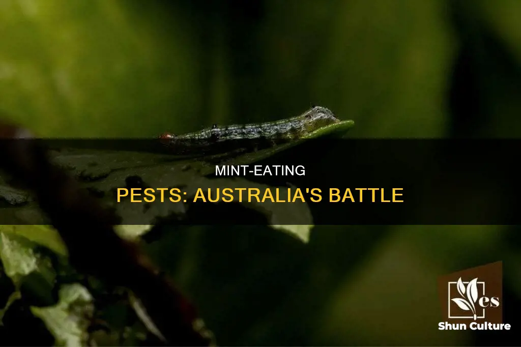 what is eating my mint australia