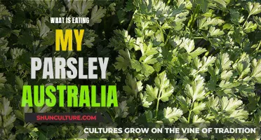 Parsley Pest Problems: What's Eating My Parsley in Australia?