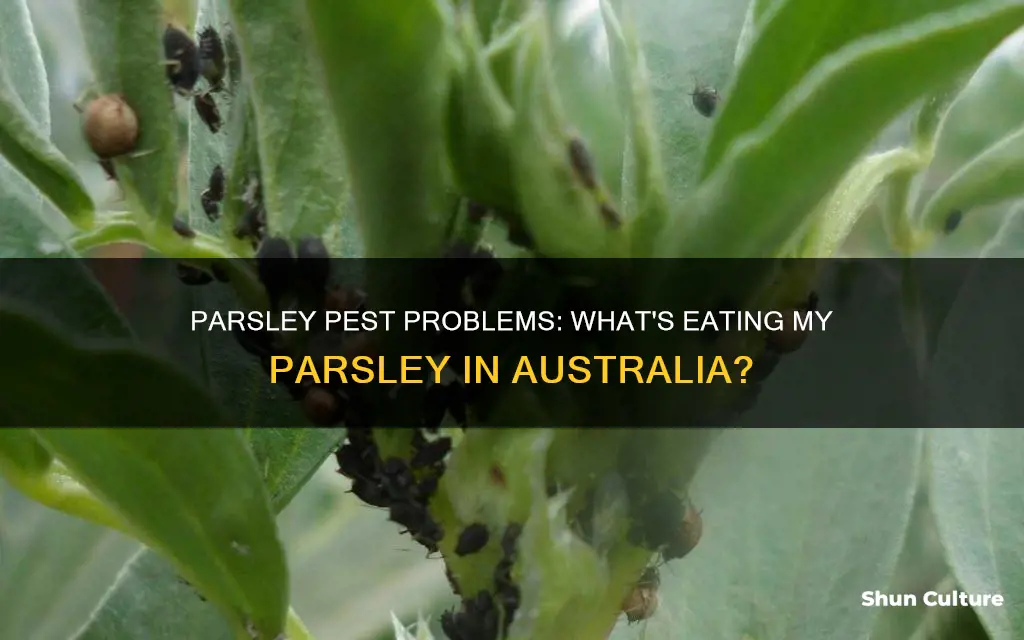 what is eating my parsley australia