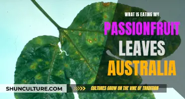 Protecting Passionfruit: Pest Control for Australian Gardens