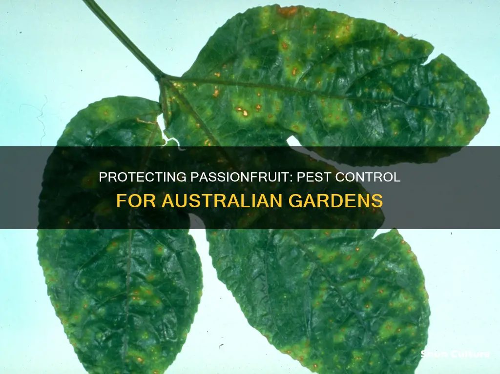 what is eating my passionfruit leaves australia