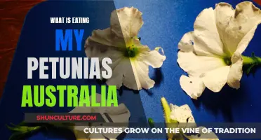 Petunia Predators in Australia: Who's Eating My Flowers?