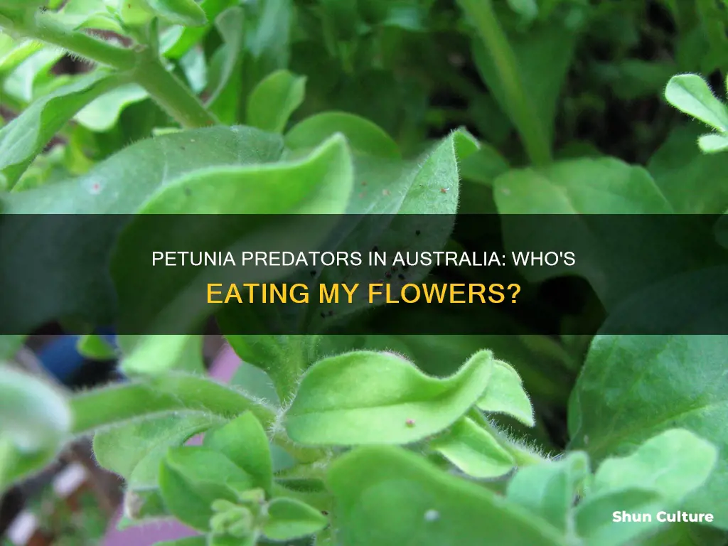 what is eating my petunias australia