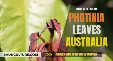 Protect Photinia: Pest Control for Australian Gardeners