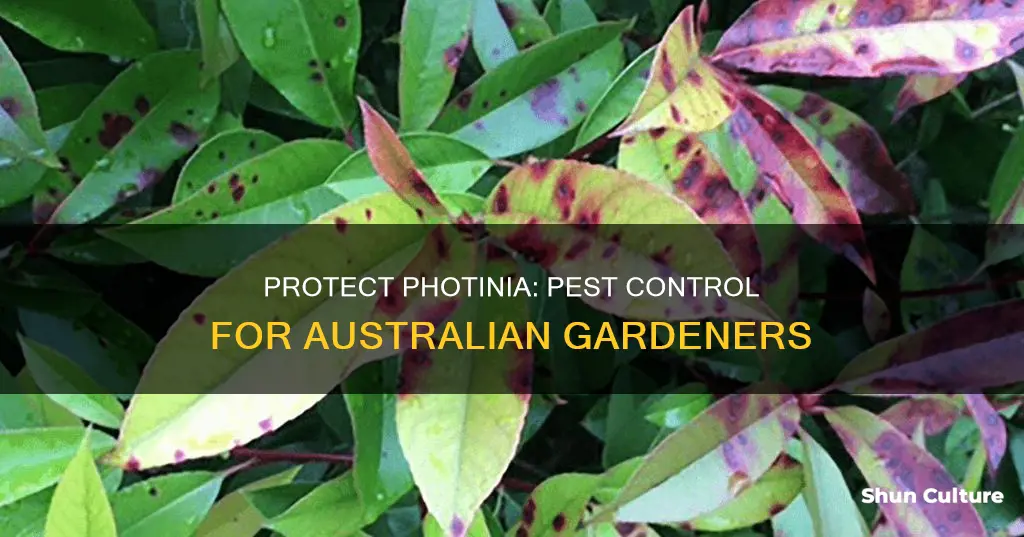 what is eating my photinia leaves australia