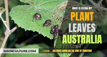 Plant Leaf Predators in Australia: Who's Eating My Leaves?