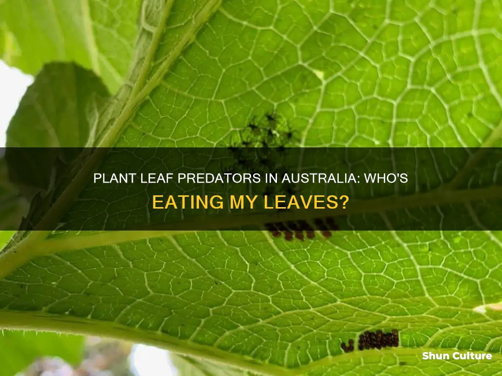 what is eating my plant leaves australia