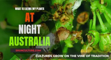 Mysterious Nighttime Plant Eaters: Unveiling Australia's Garden Pests