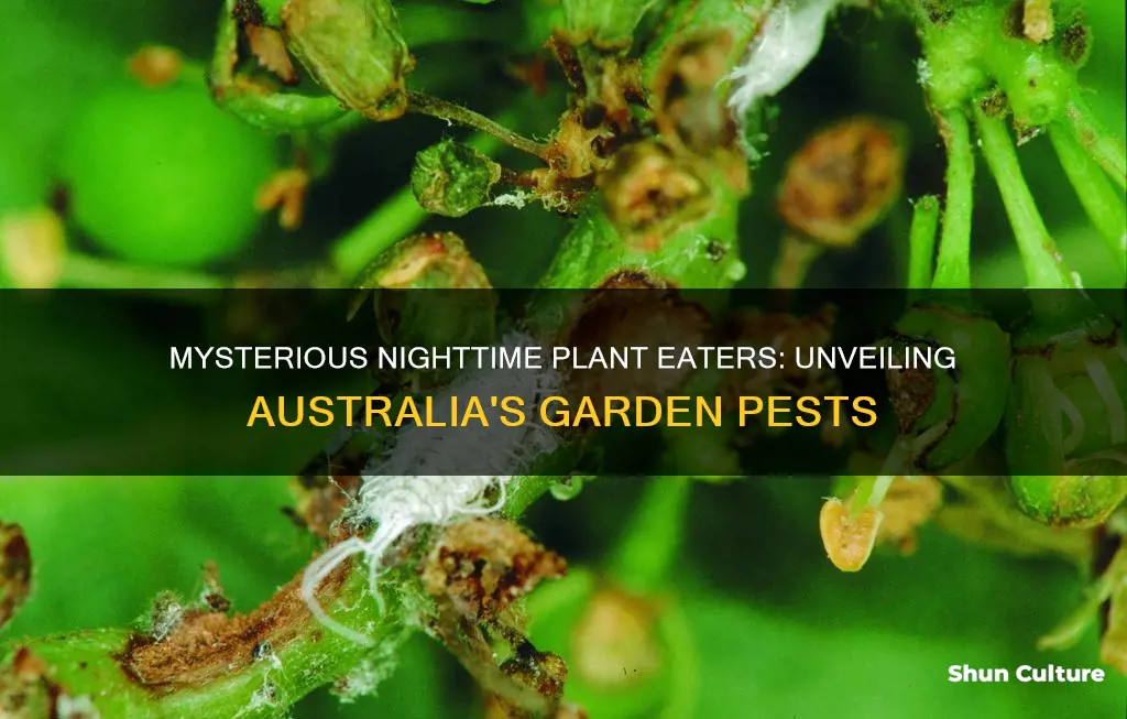what is eating my plants at night australia