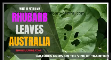 Rhubarb Ravagers: Pest Problems in Australia