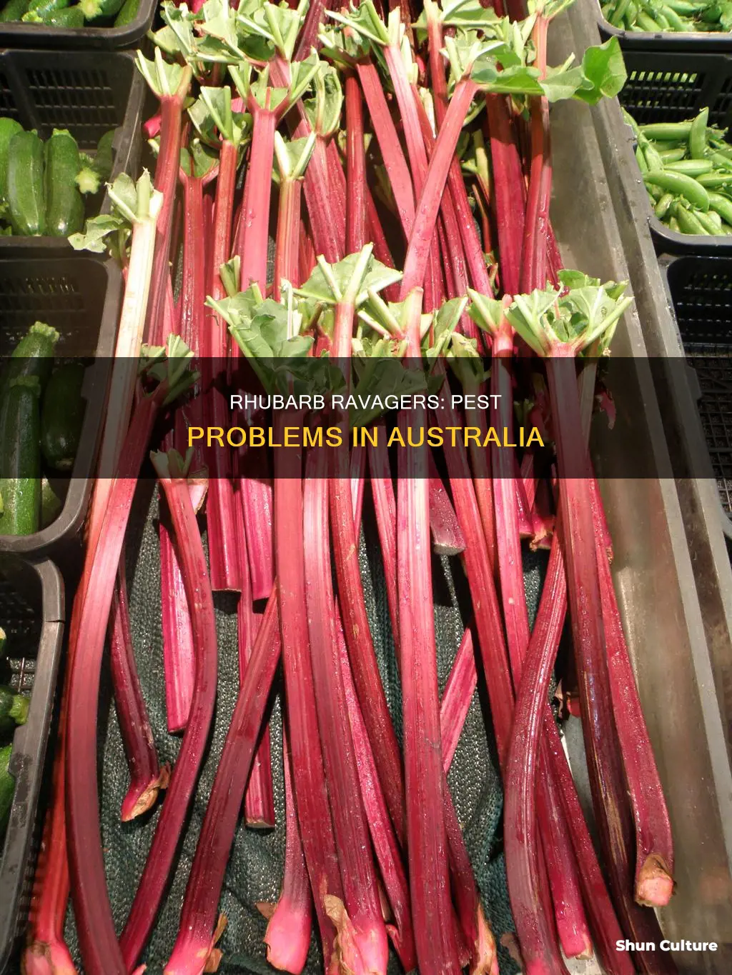 what is eating my rhubarb leaves australia