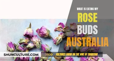 Mysterious Rose Bud Loss: Pest Problems in Australia