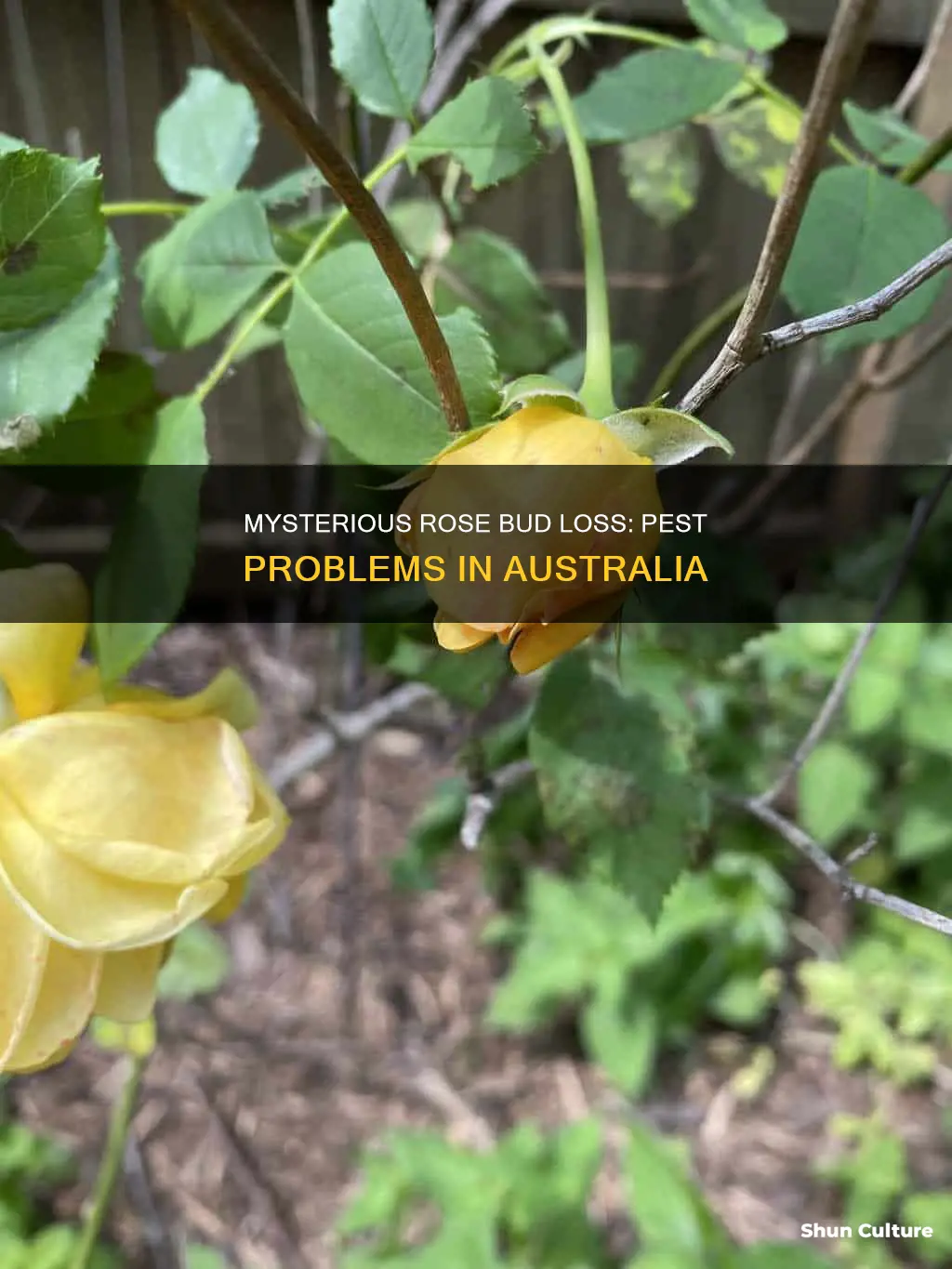 what is eating my rose buds australia