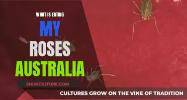 Protecting Roses: Pests in Australia