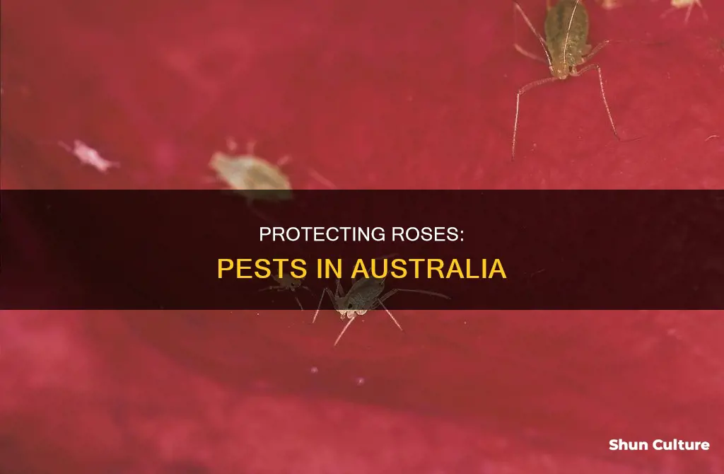 what is eating my roses australia