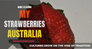 Strawberry Saboteurs: Uncovering Australia's Berry Bandits