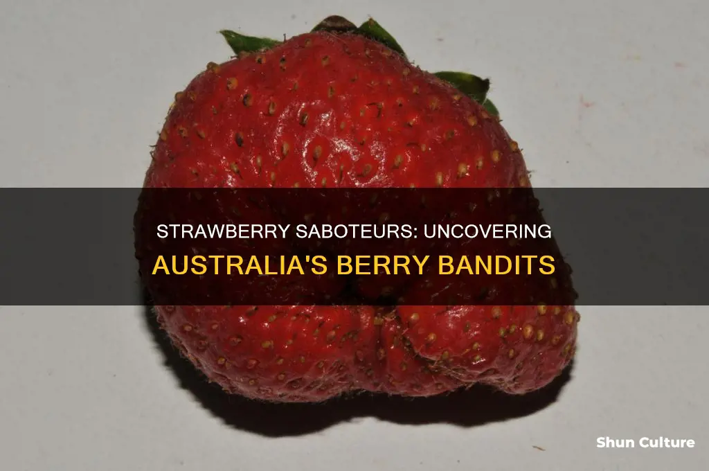 what is eating my strawberries australia
