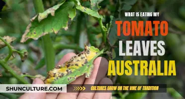 Tomato Leaf Loss: Pest Problems in Australia