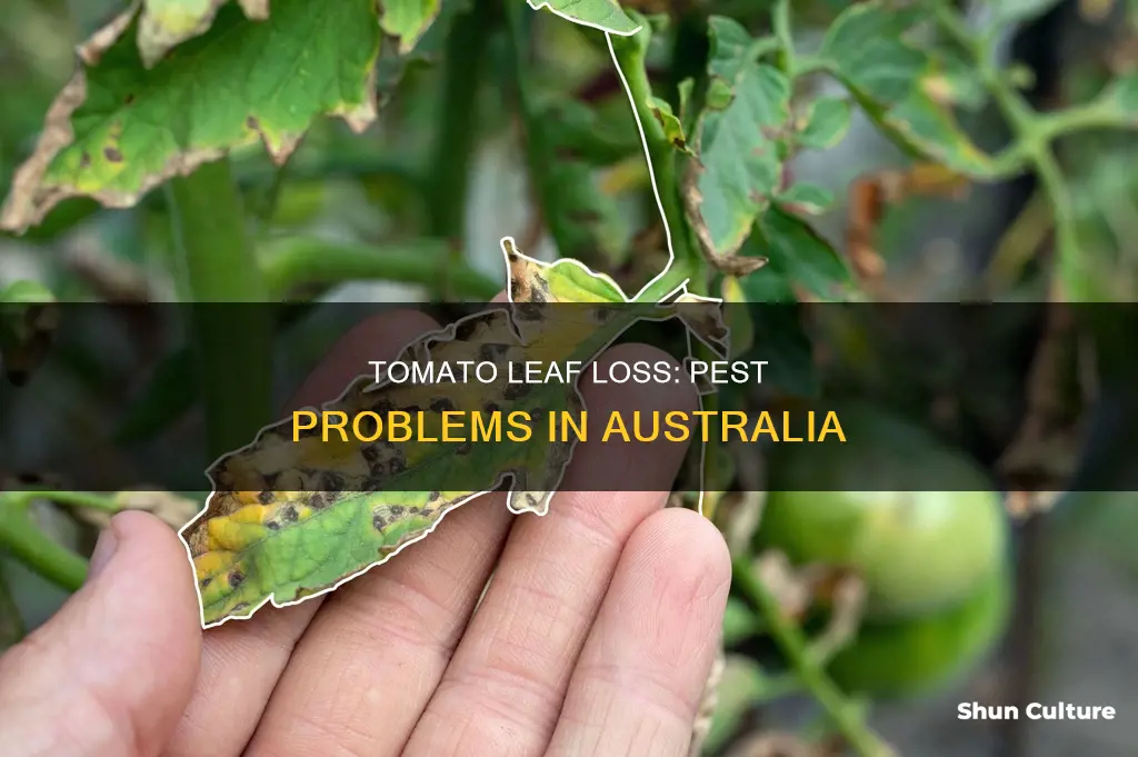 what is eating my tomato leaves australia