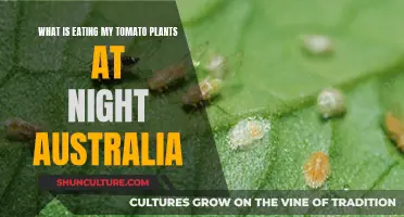 Tomato Plant Nighttime Predators: Australia's Garden Pest Problems