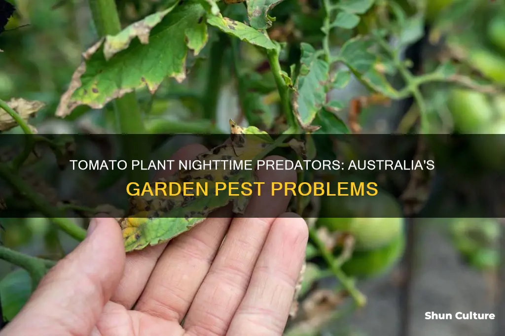 what is eating my tomato plants at night australia