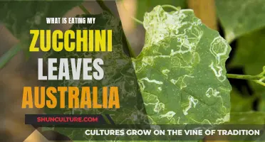 Zucchini Leaf Eaters: Pests in Australian Gardens