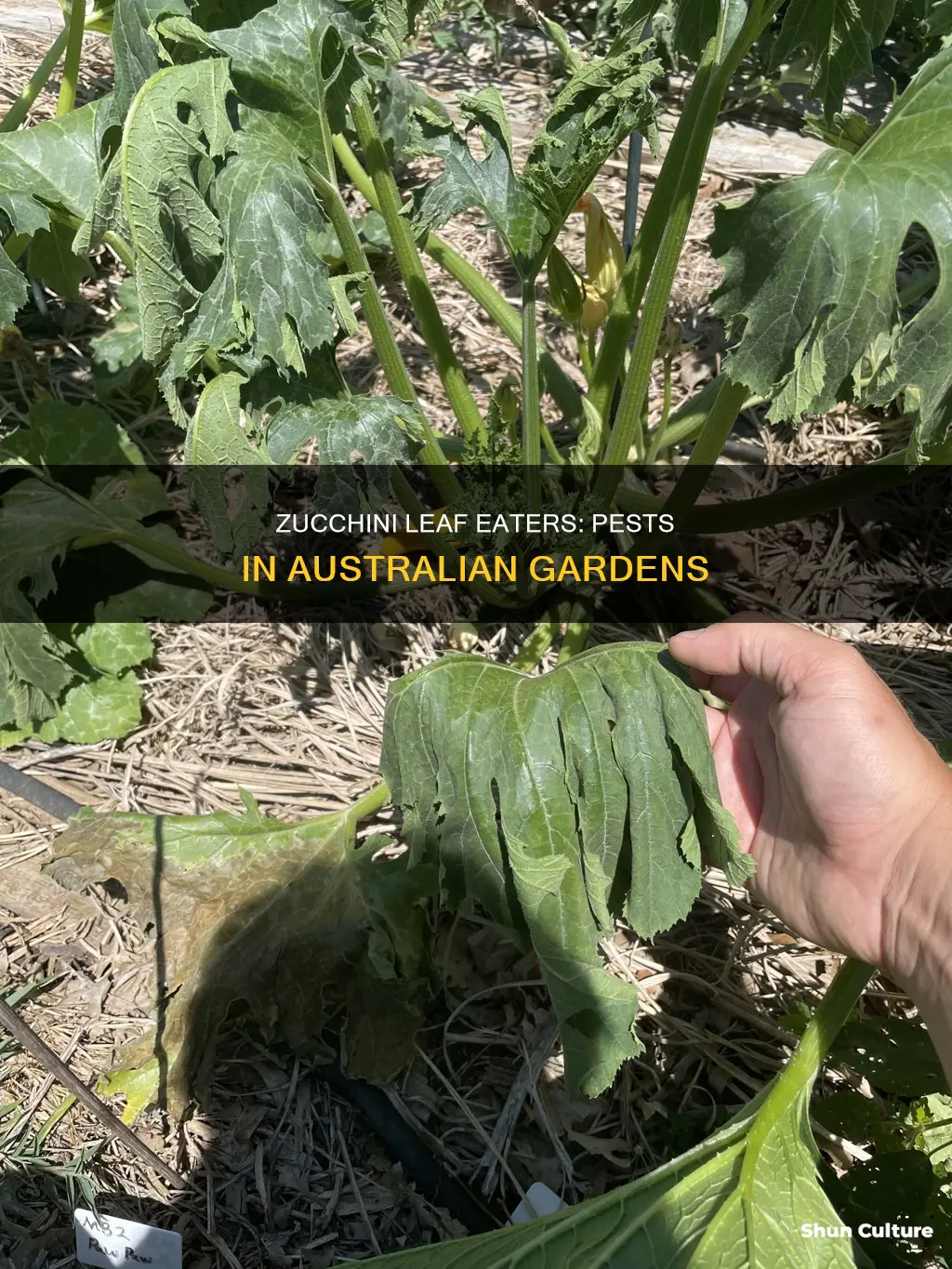 what is eating my zucchini leaves australia