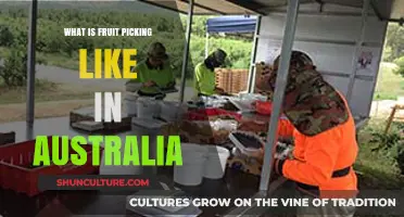 Exploring Australia's Fruit Picking: A Seasonal Work Adventure Guide