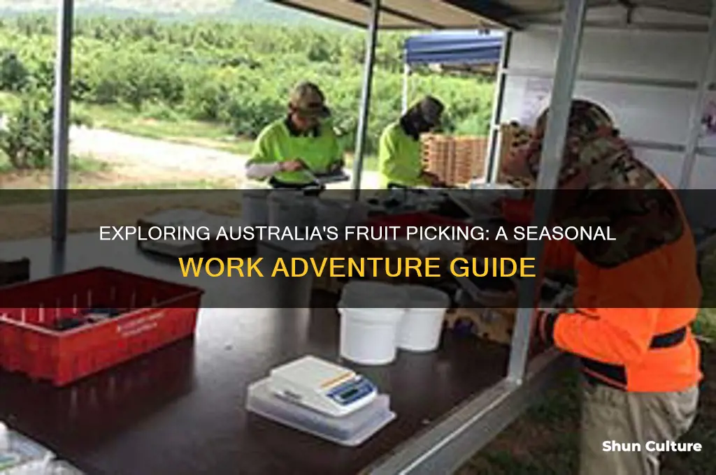 what is fruit picking like in australia