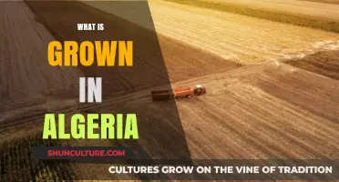 Exploring Algeria's Agriculture: Crops, Fruits, and Staples Grown in the Country