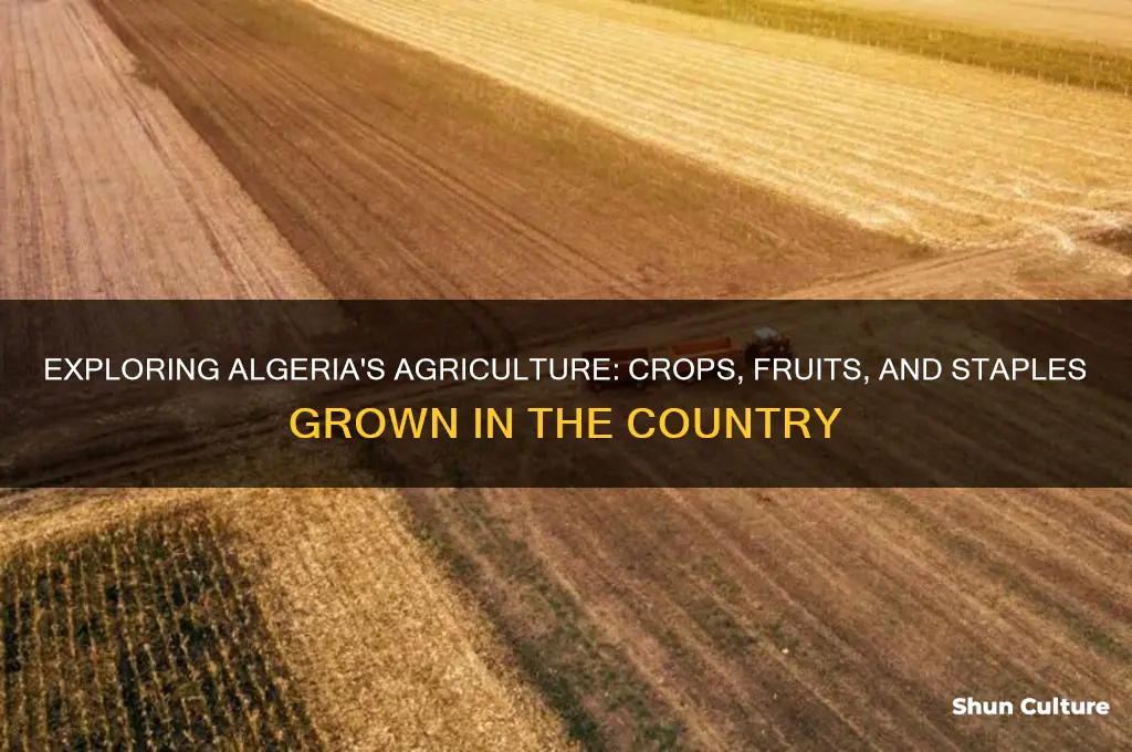 what is grown in algeria