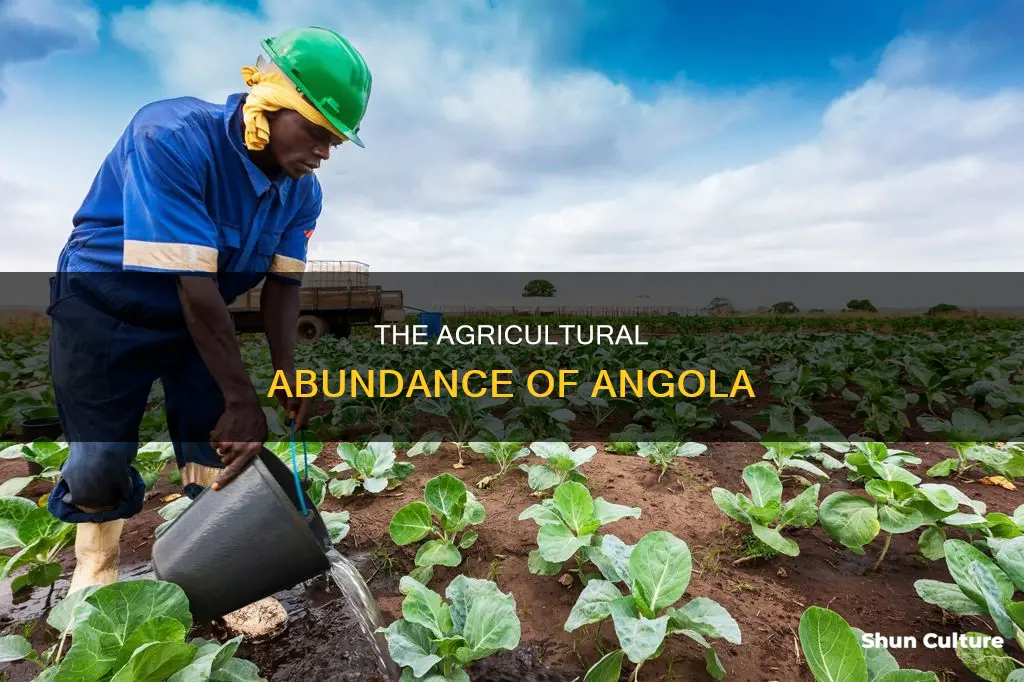 what is grown in angola