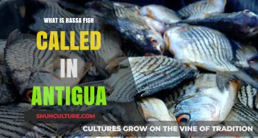 Discovering Hassa Fish: Local Names and Traditions in Antigua