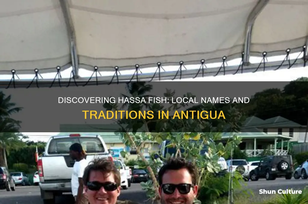 what is hassa fish called in antigua