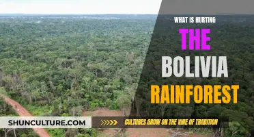 Bolivia's Rainforest: Under Threat from Human Activity