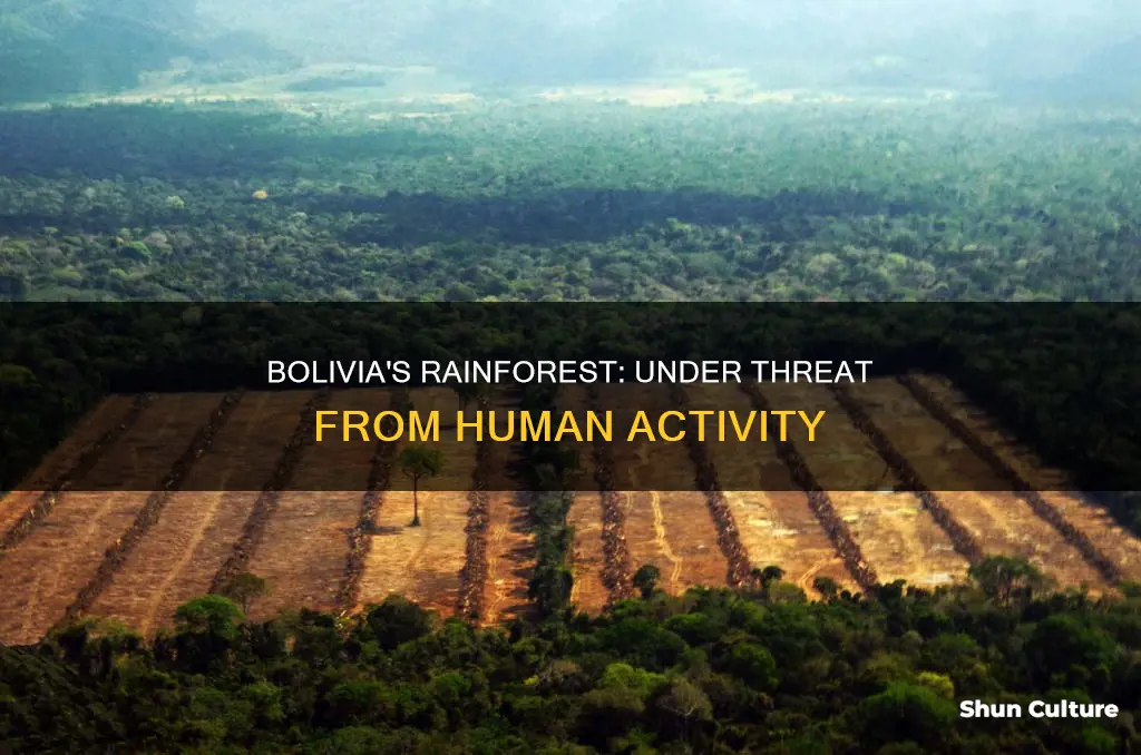 what is hurting the bolivia rainforest