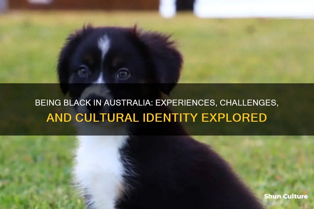 what is it like to be black in australia