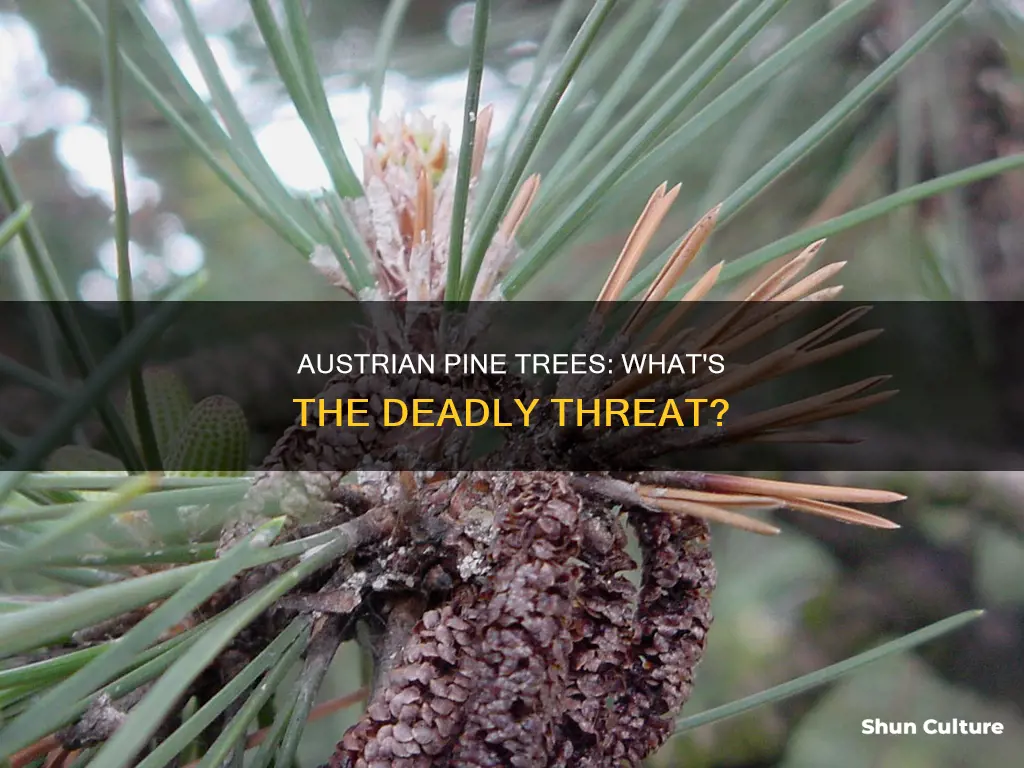 what is killing austrian pine trees
