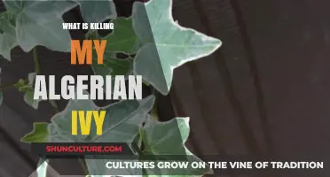 Troubleshooting Algerian Ivy: Common Causes of Decline and How to Fix It