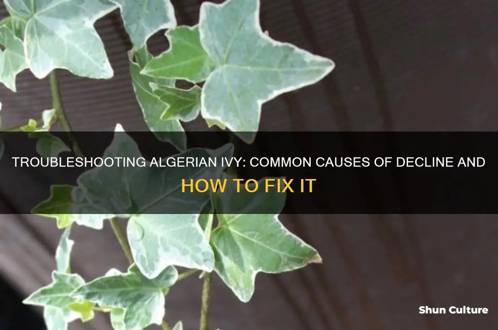 what is killing my algerian ivy