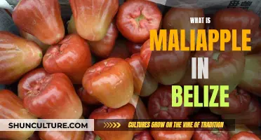 The Mystifying Maliapple: Unveiling Belize's Unique Tropical Treat