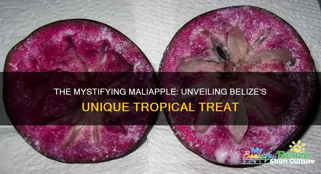 what is maliapple in belize