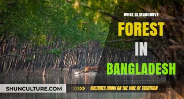 Exploring Bangladesh's Vital Mangrove Forests: Ecosystem, Importance, and Conservation