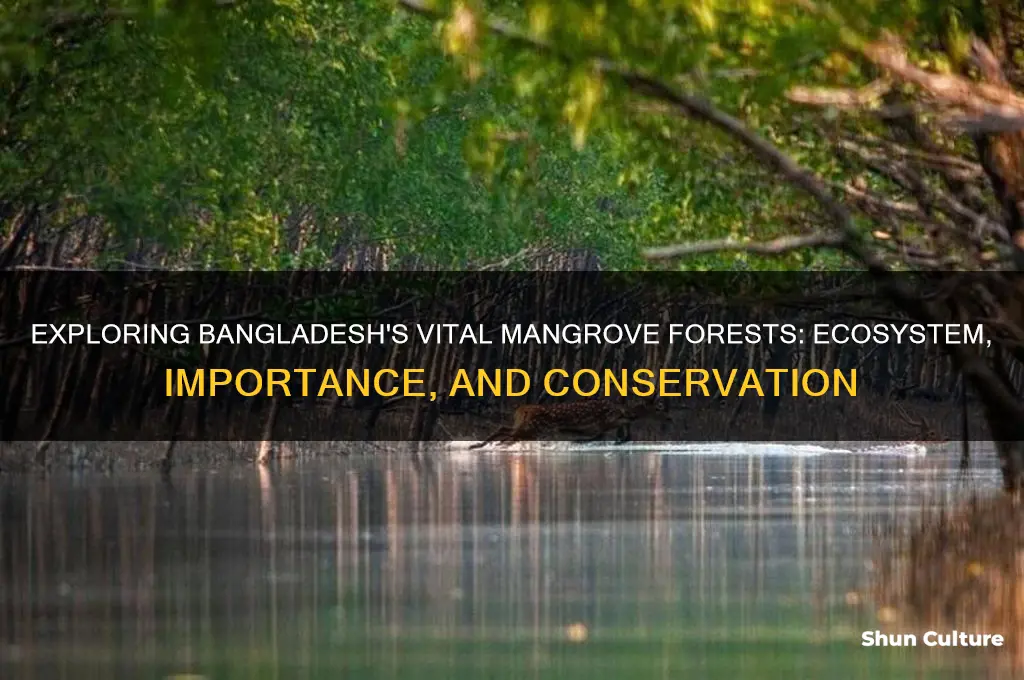what is mangrove forest in bangladesh