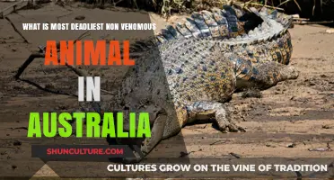 Australia's Most Dangerous Non-Venomous Creatures
