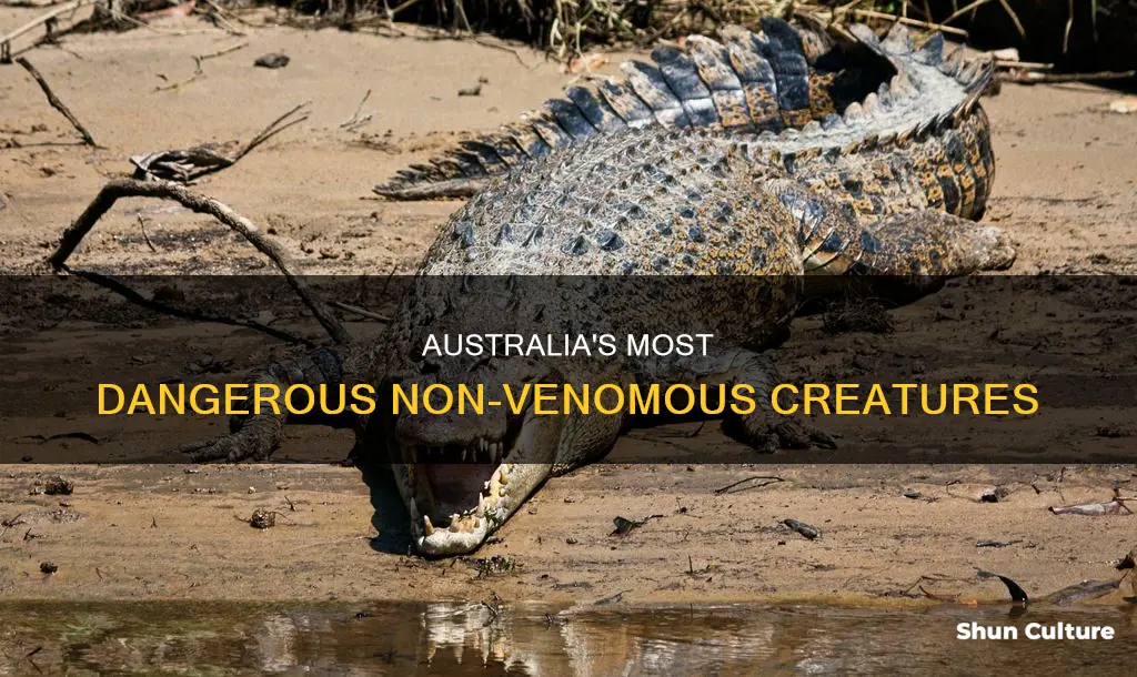 what is most deadliest non venomous animal in australia