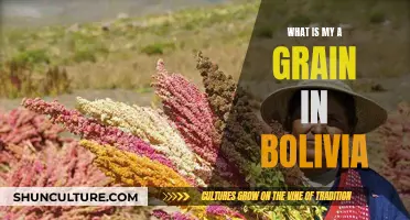 Exploring Bolivia's Unique Grain: Quinoa, a Superfood