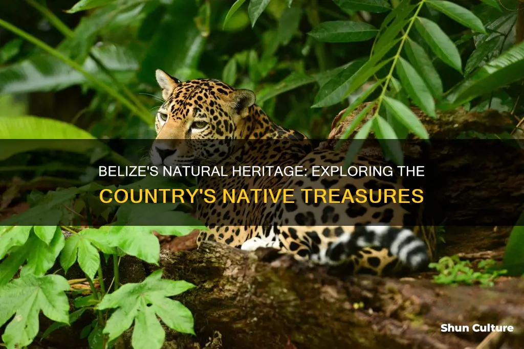 what is native to belize